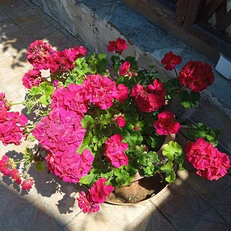 Asimenia Appartement